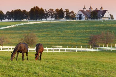 What Can You Use to Control Fire Ants in Horse Pastures?