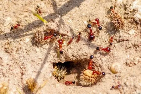 Fire Ant Treatment Belleview, FL
