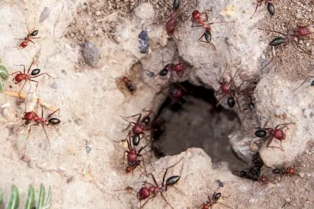 Fire Ant Treatment Methods