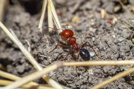Fire Ant Treatment Rochelle, FL