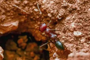 Fire Ant Treatment in Summerfield, FL