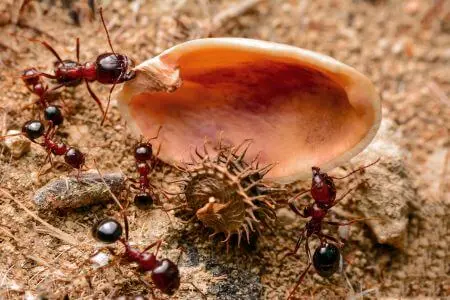 Fire Ant Treatment in Webster, FL