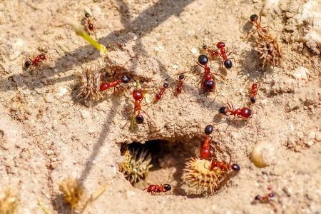 Can Fire Ants Fly?