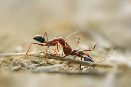 Can Fire Ants Kill Animals?