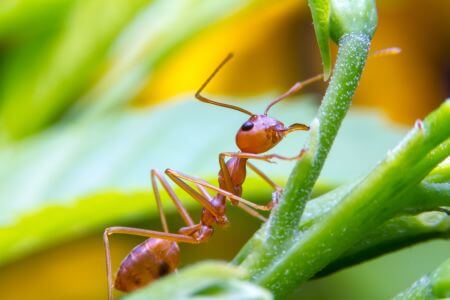 Can Fire Ants Kill Plants?