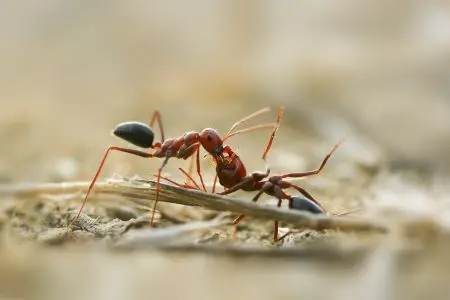 Fire Ant Treatment in Aldo, FL