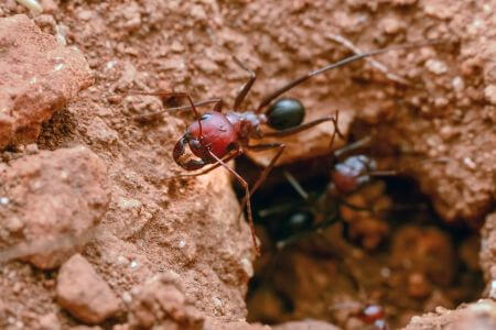 Fire Ant Treatment in Bradenton, FL