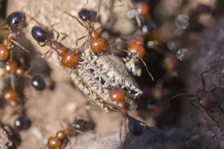 Fire Ant Treatment in Englewood, FL