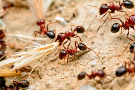 Fire Ant Treatment in Gainesville, FL