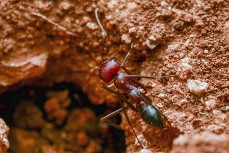 Fire Ant Treatment in Land O'Lakes, FL