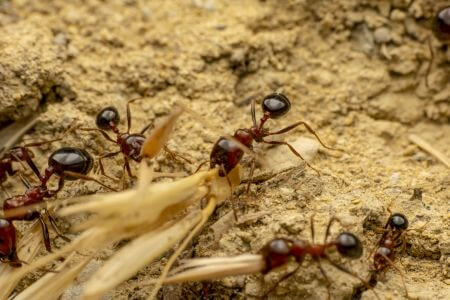 Fire Ant Treatment in Leesburg, FL