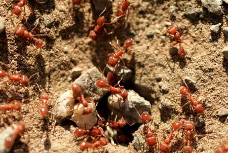 Fire Ant Treatment in Myakka City, FL