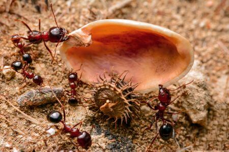 Fire Ant Treatment in Sarasota, FL