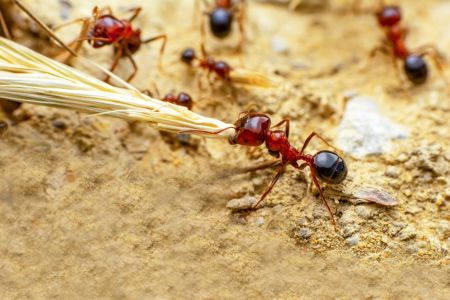 How to Kill a Fire Ant Queen