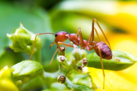 Pet-Friendly Treatment for Fire Ants