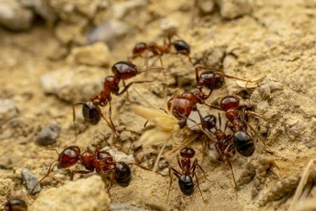 Pyramid Ants Vs Fire Ants